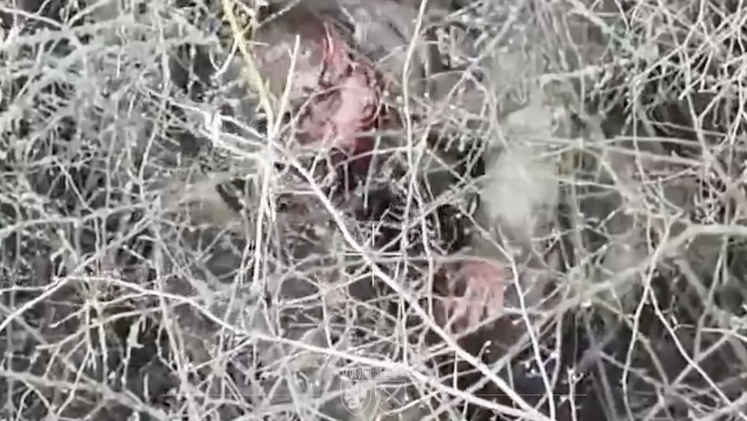 Russian soldier, reportedly left behind by his comrades, is seen from above through dense branches with blood on his face. He appears to fumble with his rifle, then shoots himself in the temple